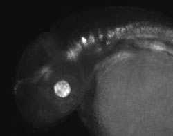 identify-regulating-gene-sequences