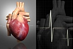 http://www.freedigitalphotos.net/images/Human_body_g281-Human_Heart_p22202.html