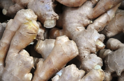 ginger-root-image-rgb