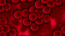 blood-cells-plasma-pixa