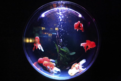 fish-bowl-pixa