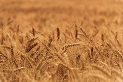 wheat-field-grain-pixa