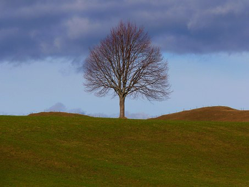 tree-hill-life-pixa