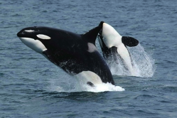 orca-pixa