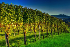 wine-vineyard-grapes-wiki