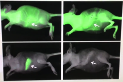 quantum-dots-xray-image