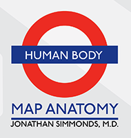 human-body-subway-simmonds-image