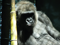 Western lowland gorilla (Trisha Shears/FreeImages)