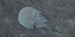 Coronavirus vaccine could come thanks to horseshoe crab blood