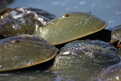 PB - Horseshoe crabs