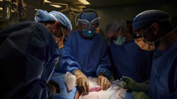 Photo: Joe Carrotta/NYU Langone Health via AP. In this September 2021 photo provided by NYU Langone Health, a surgical team at the hospital in New York examines a pig kidney attached to the body of a deceased recipient for any signs of rejection. From left are Drs. Zoe A. Stewart-Lewis, Robert A. Montgomery, Bonnie E. Lonze and Jeffrey Stern. The test was a step in the decades-long quest to one day use animal organs for life-saving transplants.