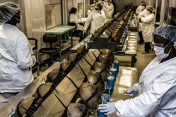 Horseshoe crabs are bled at the Charles River Laboratory in South Carolina. Timothy Fadek