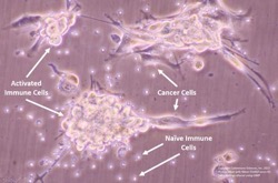 Cytimmune Sciences dual cytokine immunotherapy